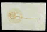 Fossil Juvenile Stingray (Heliobatis) - Wyoming #129246-1
